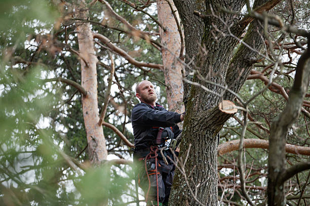 Best Storm Damage Tree Cleanup  in Bylas, AZ